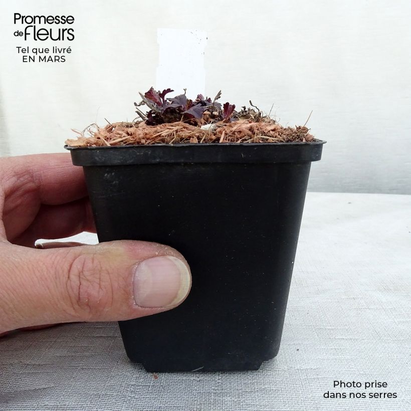 Spécimen de Verbena officinalis Bampton - Verveine officinale en godet de 9 cm tel que livré au printemps