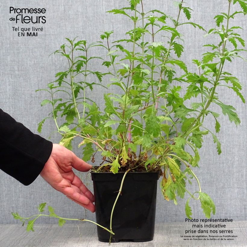 Spécimen de Verbena officinalis Bampton - Verveine officinale  en pot de 2L/3L tel que livré au printemps