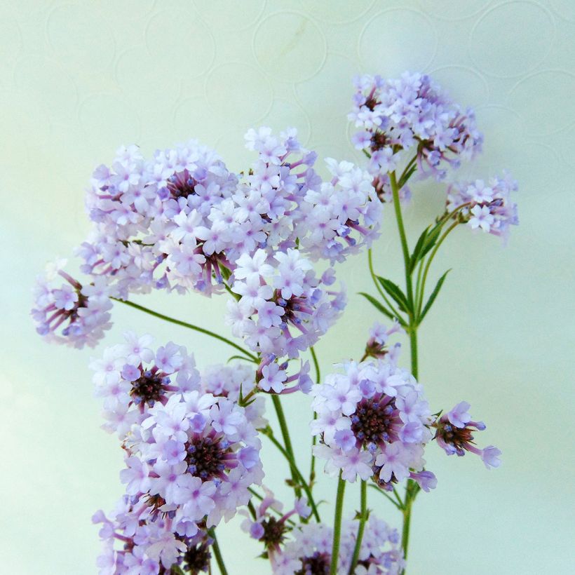 Verbena rigida Polaris, Verveine (Floraison)