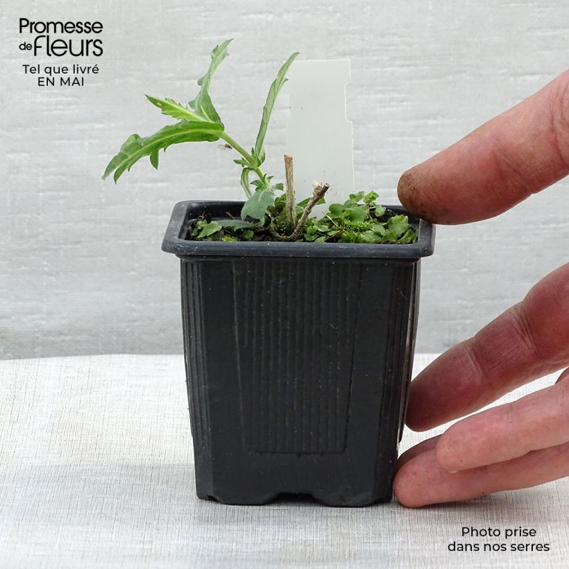 Spécimen de Verbena rigida Polaris, Verveine Godet de 9cm tel que livré au printemps
