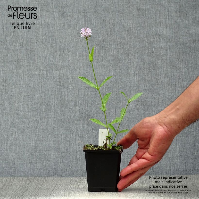 Spécimen de Verbena rigida Polaris, Verveine Godet de 8/9 cm tel que livré en été