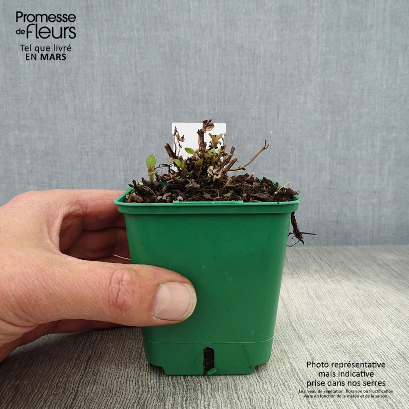 Spécimen de Verbena rigida Venosa - Verveine rugueuse en godet de 9cm tel que livré au printemps