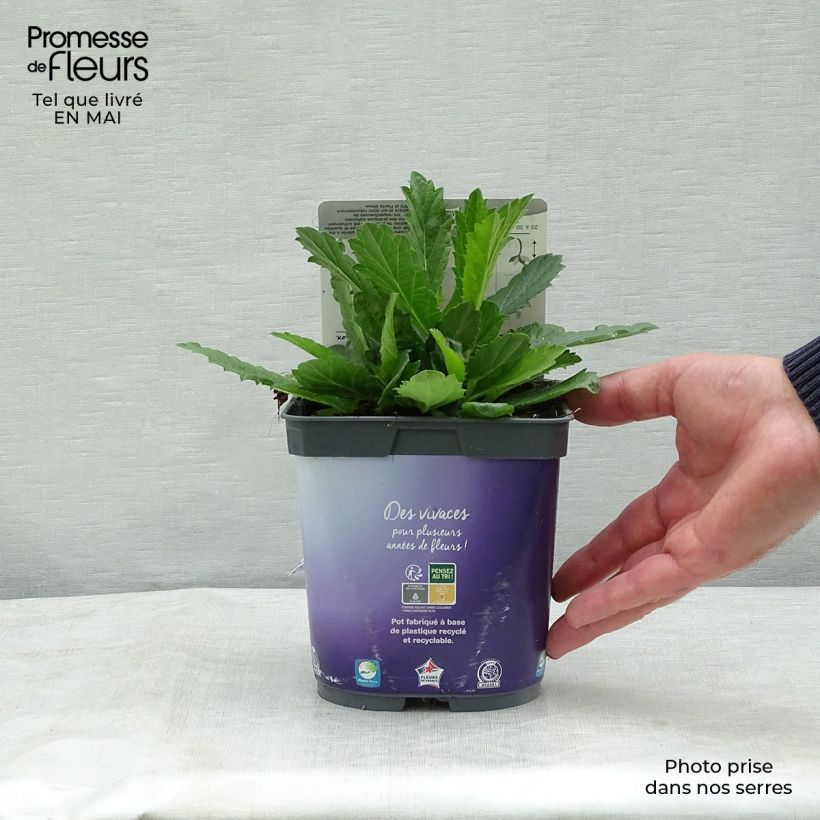 Spécimen de Verbena rigida Venosa - Verveine rugueuse en pot de 2L/3L tel que livré au printemps