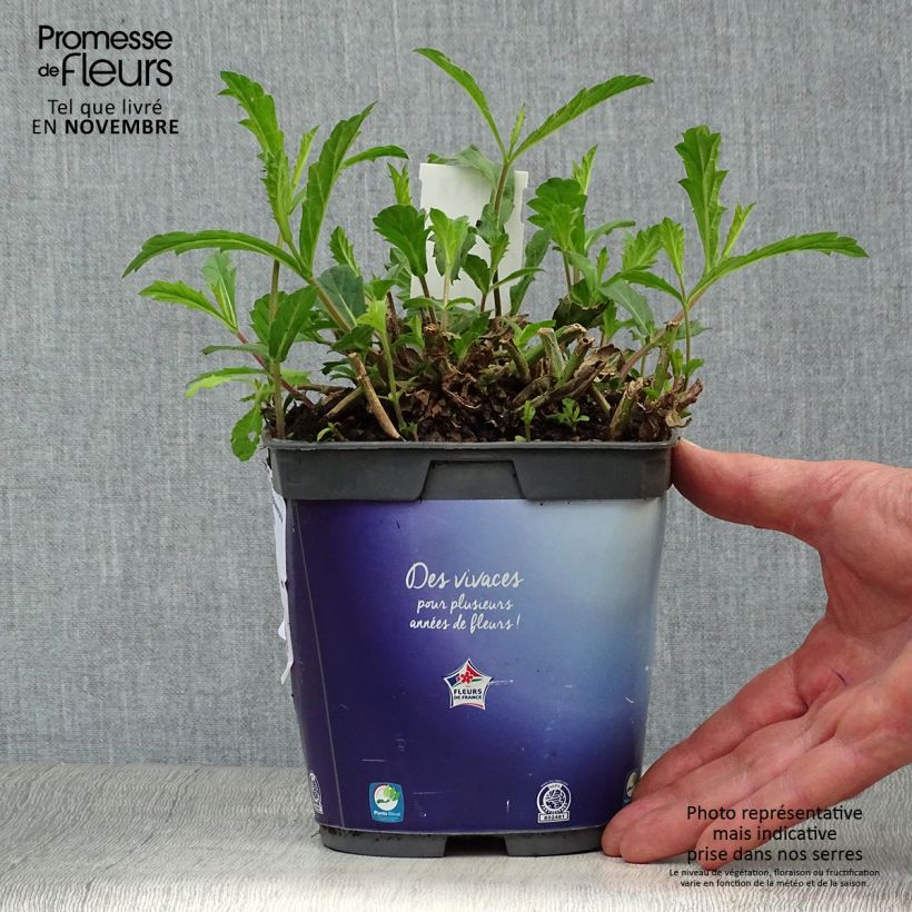 Spécimen de Verbena rigida Venosa - Verveine rugueuse Pot de 2L/3L tel que livré en automne