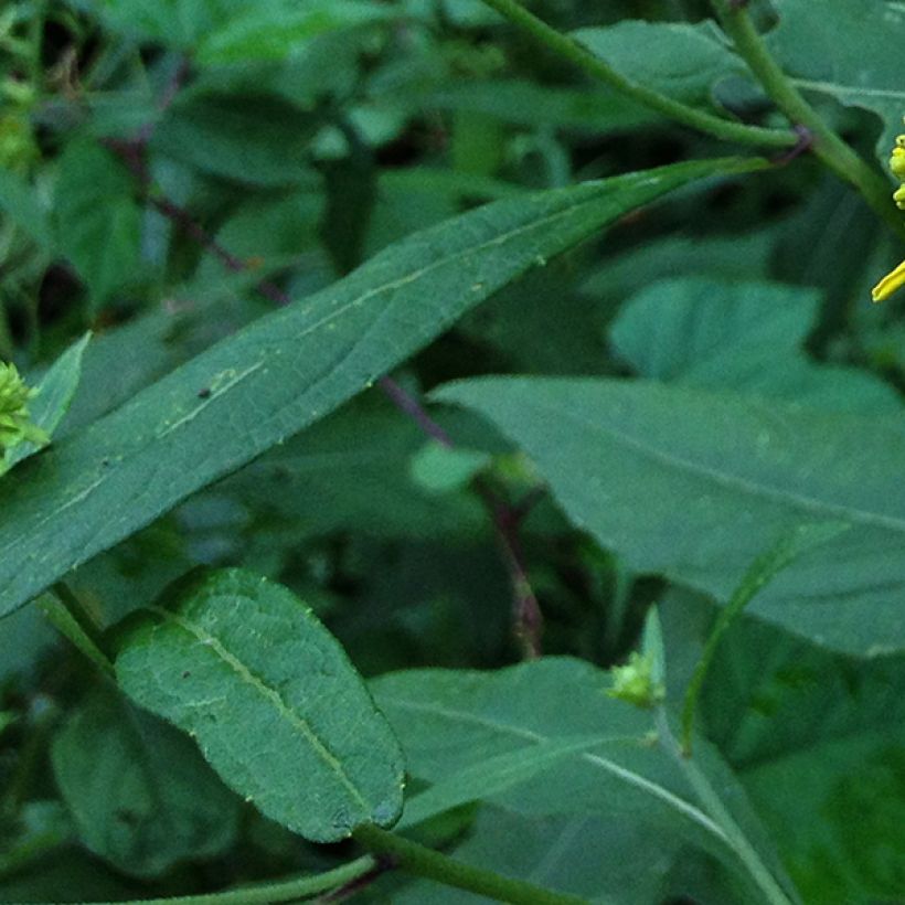 Verbesina alternifolia (Feuillage)