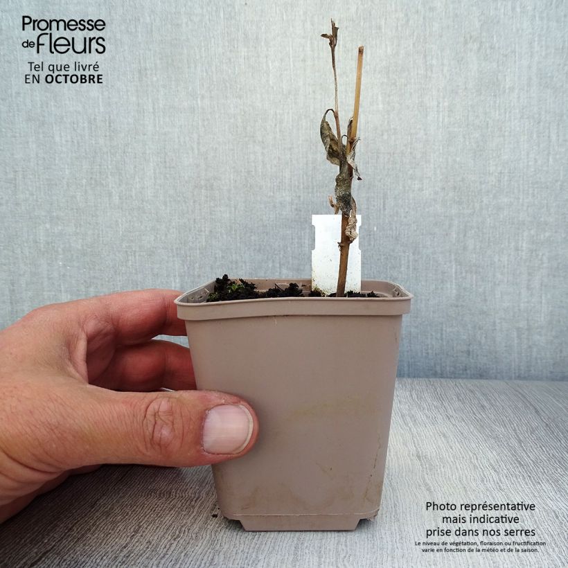 Spécimen de Verbesina alternifolia Godet de 8/9 cm tel que livré en automne