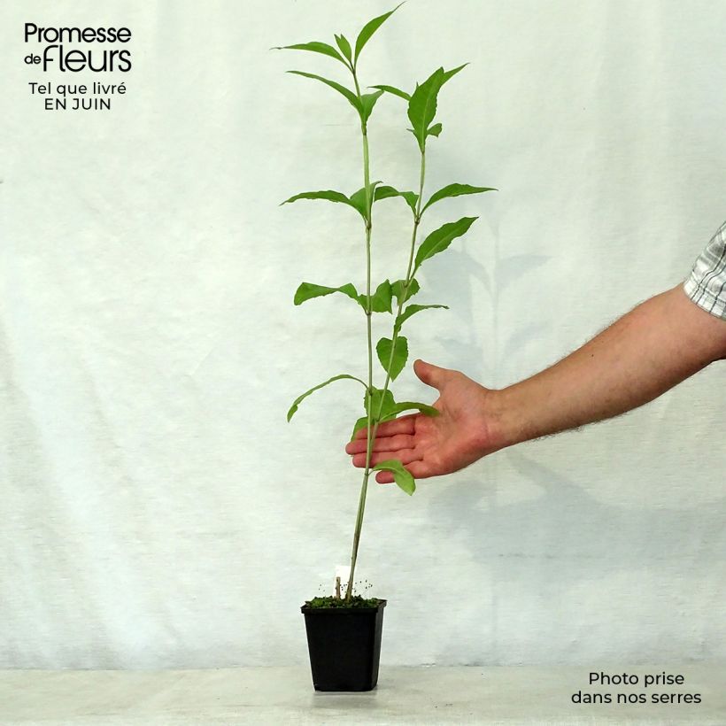 Spécimen de Verbesina alternifolia Godet de 8/9 cm tel que livré en été