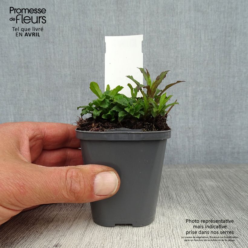 Spécimen de Verge d'or du Canada - Solidago canadensis Godet de 7/8 cm tel que livré au printemps