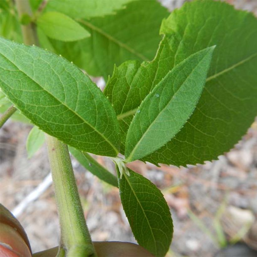 Vernonia baldwinii (Feuillage)