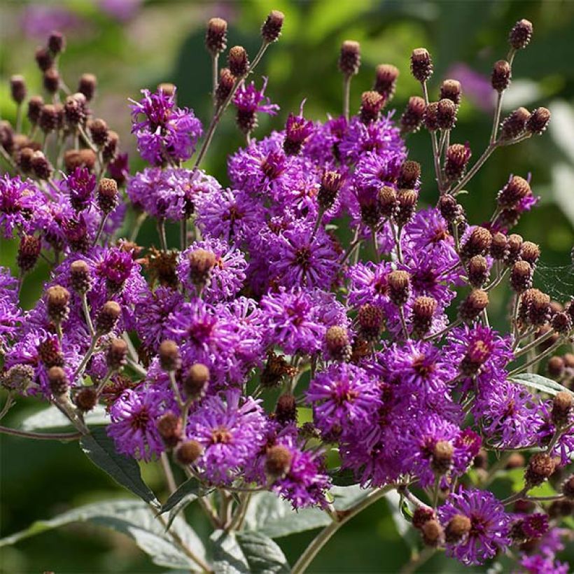 Vernonia baldwinii (Floraison)