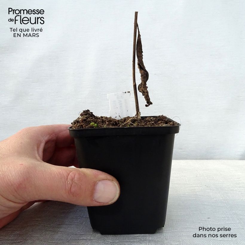Spécimen de Vernonia crinita - Vernone Godet de 8/9 cm tel que livré au printemps