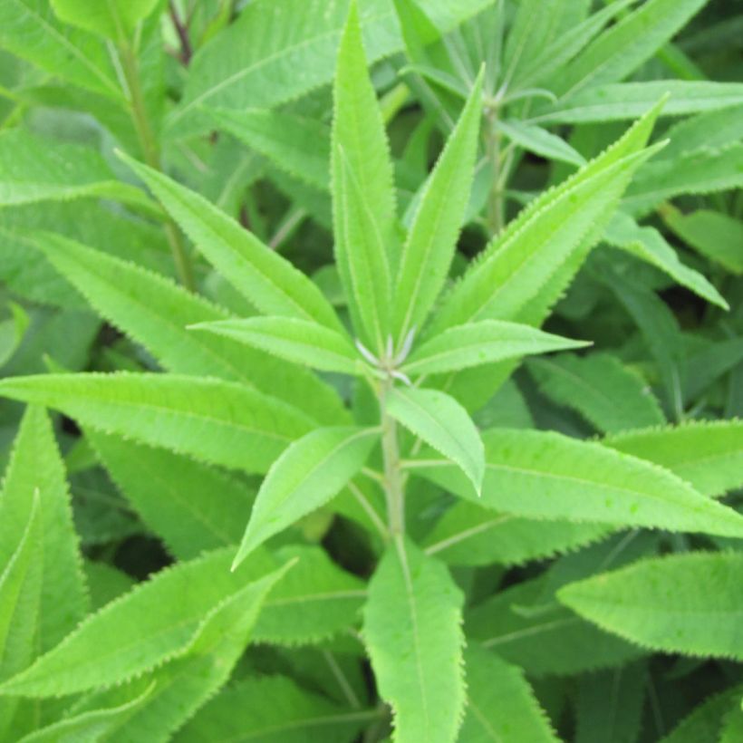 Vernonia crinita Alba - Vernone blanche (Feuillage)