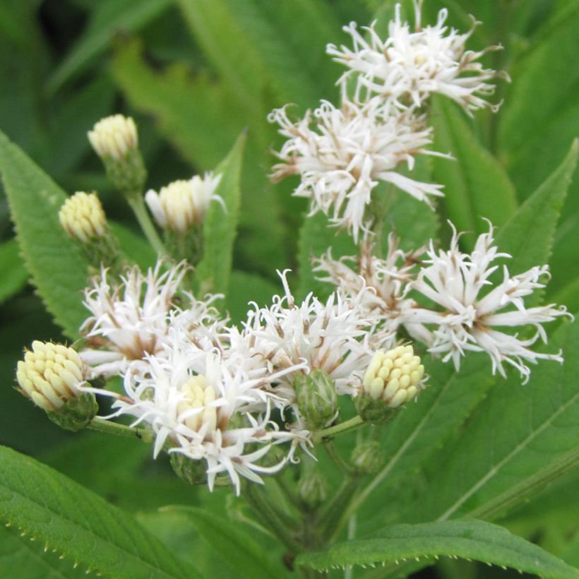 Vernonia crinita Alba - Vernone blanche (Floraison)