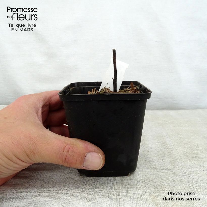 Spécimen de Vernonia crinita Alba - Vernone blanche Godet de 9cm tel que livré au printemps