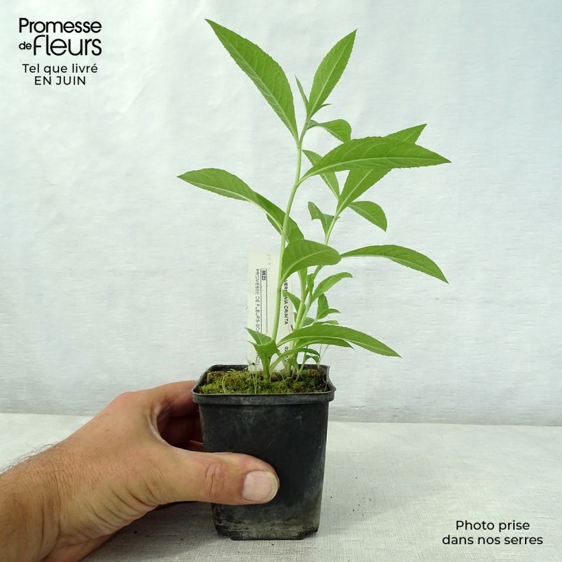 Spécimen de Vernonia crinita - Vernone Godet de 8/9 cm tel que livré en été
