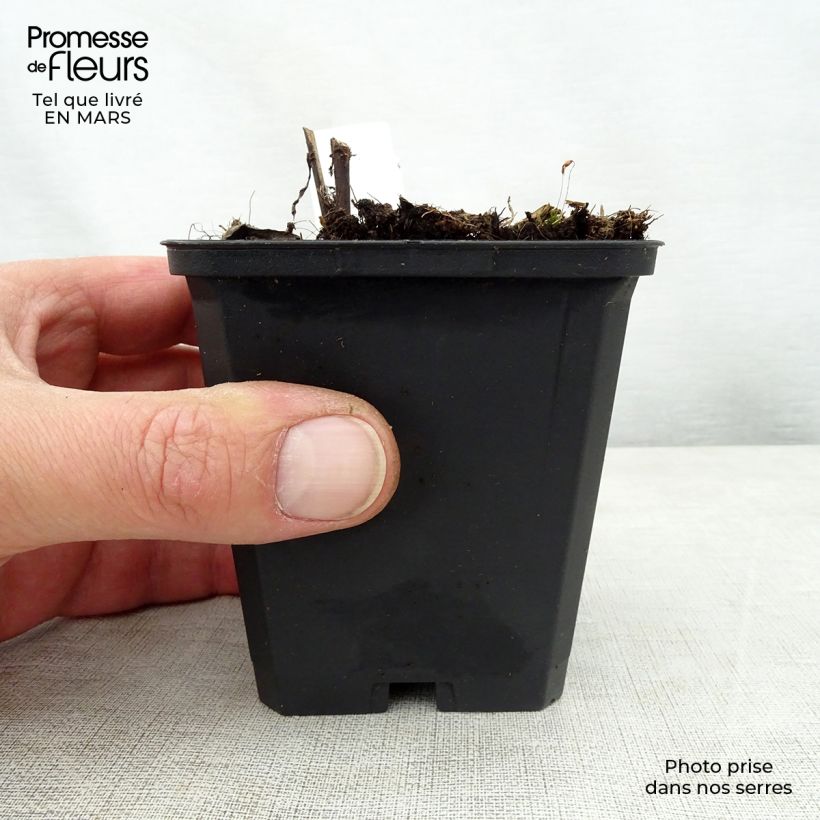 Spécimen de Vernonia crinita Mammuth - Vernone violet mauve Godet de 9cm tel que livré au printemps