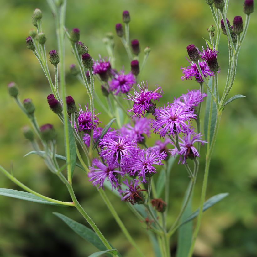 Vernonia crinita - Vernone (Floraison)