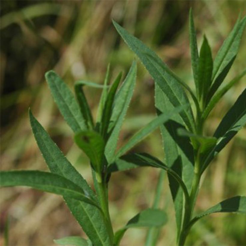 Vernonia fasciculata (Feuillage)