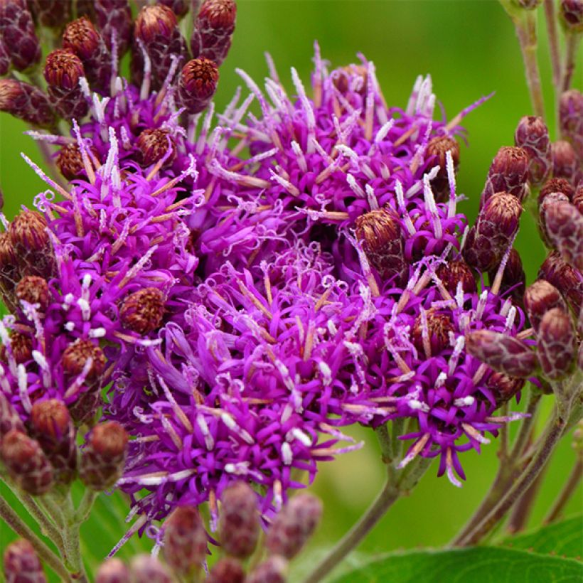 Vernonia fasciculata (Floraison)