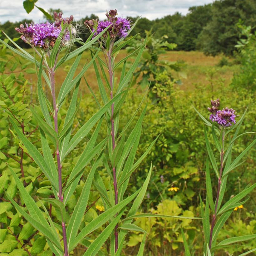 Vernonia fasciculata (Port)