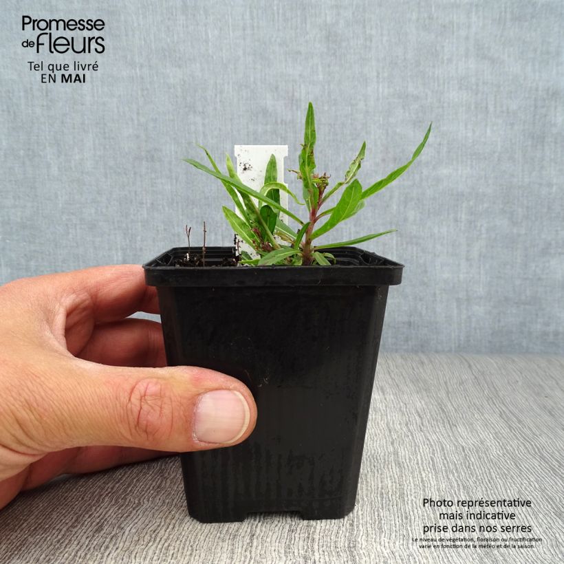 Spécimen de Vernonia lettermannii - Vernone de Letterman Godet de 8/9 cm tel que livré au printemps