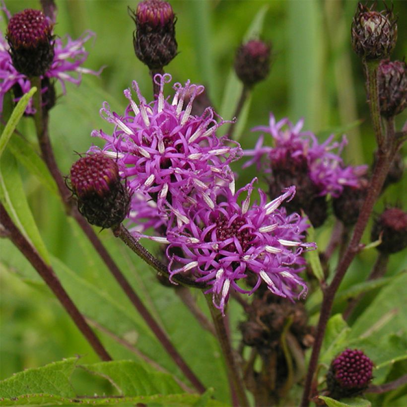 Vernonia noveboracensis (Floraison)