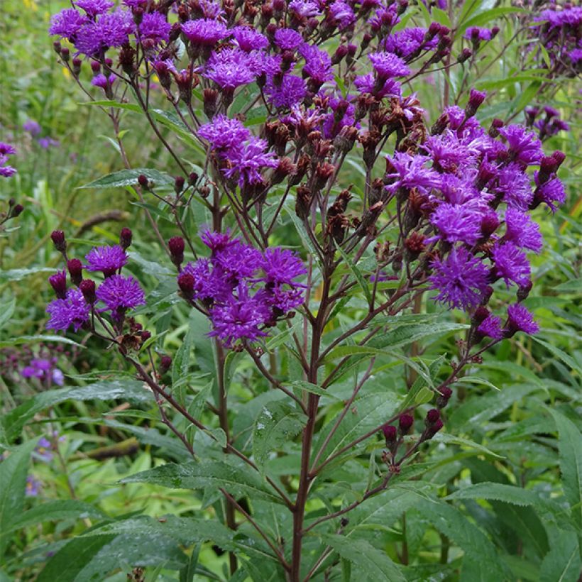 Vernonia noveboracensis (Port)