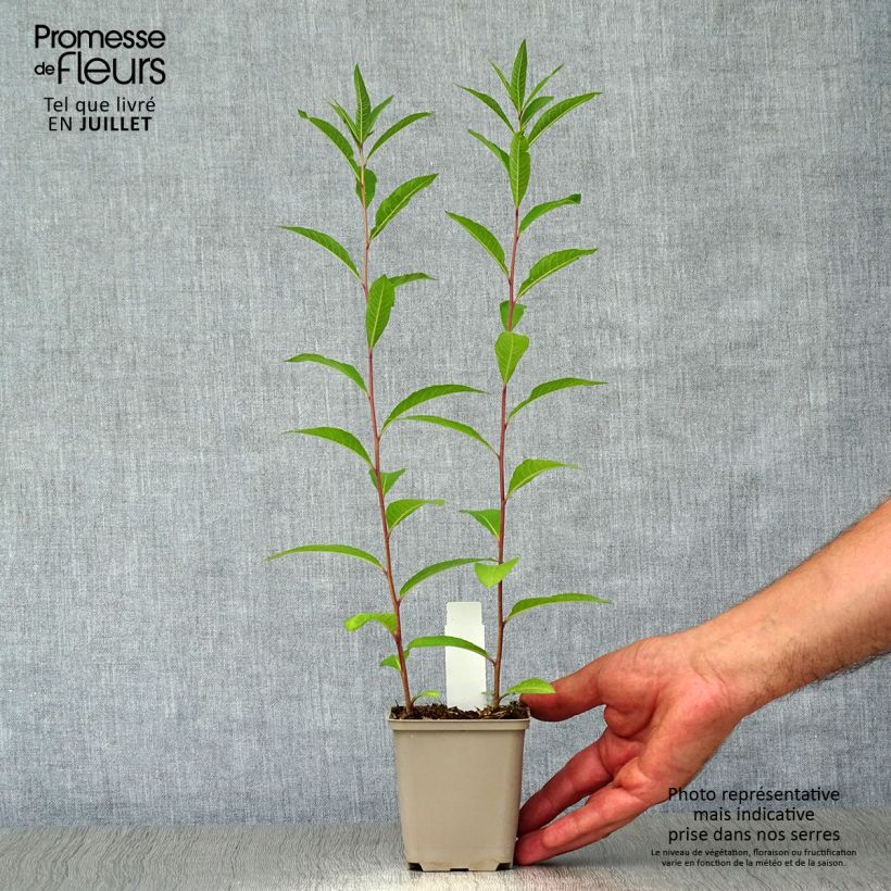 Spécimen de Vernonia noveboracensis Godet de 8/9 cm tel que livré en été
