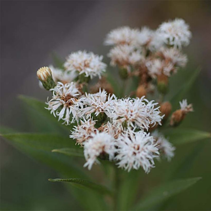 Vernonia noveboracensis White Lightning (Floraison)