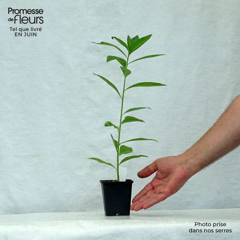 Spécimen de Vernonia noveboracensis White Lightning Godet de 8/9 cm tel que livré en été