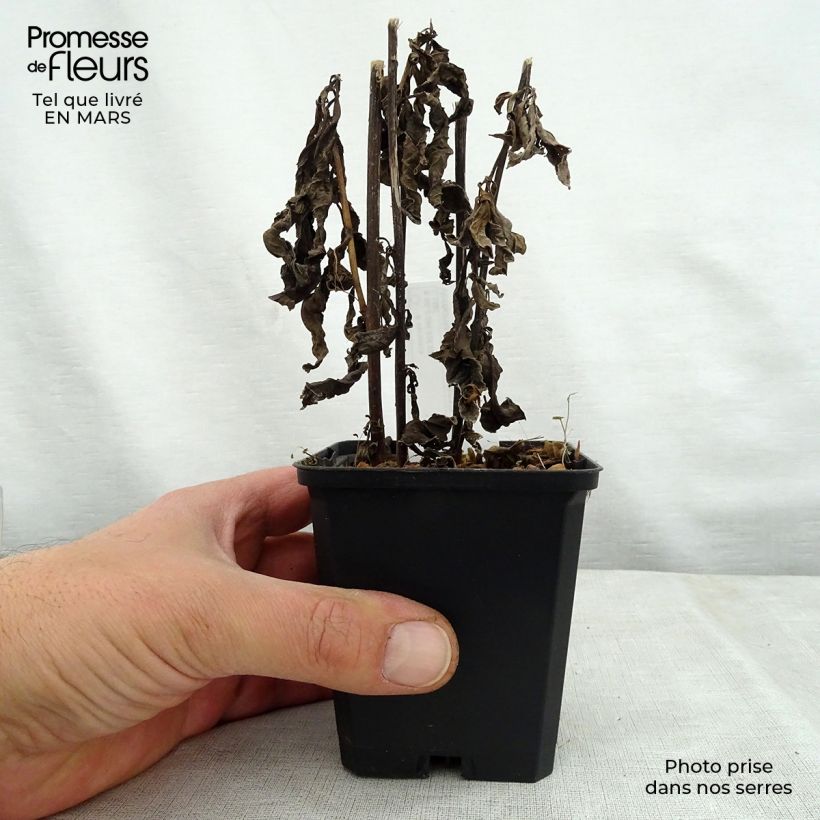 Spécimen de Vernonia noveboracensis White Lightning - godet de 9cm tel que livré au printemps