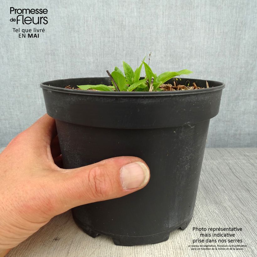 Spécimen de Vernonia noveboracensis White Lightning en pot de 2L/3L tel que livré au printemps