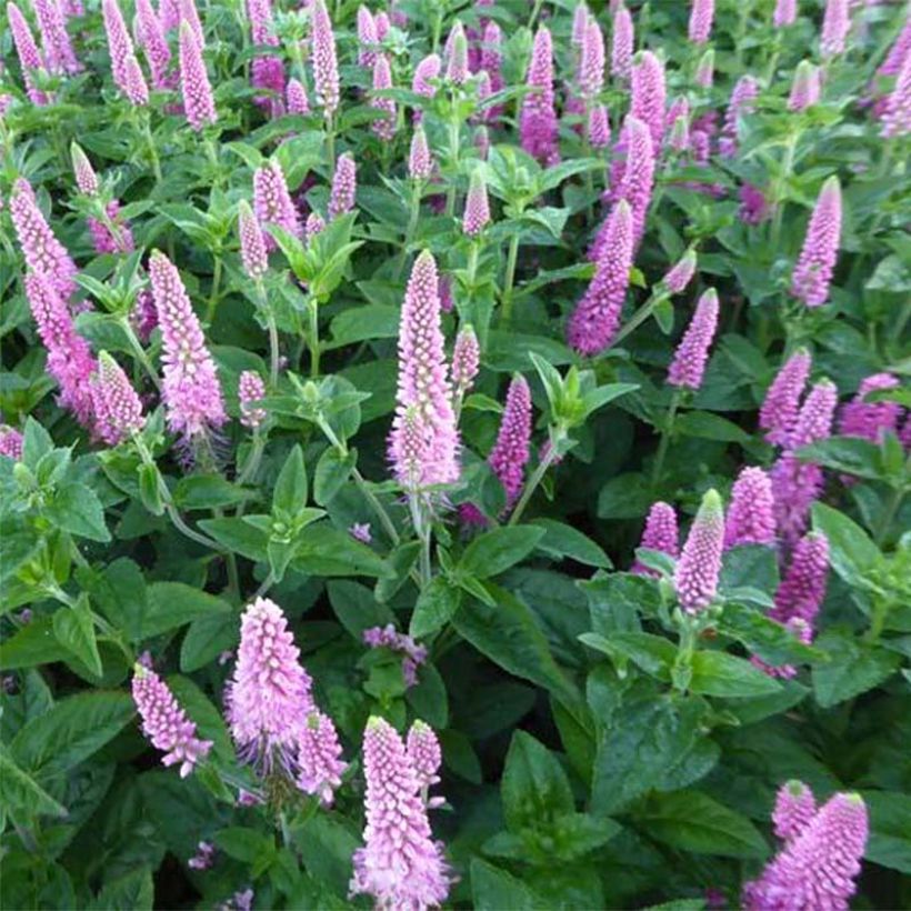 Veronica spicata First Love - Véronique (Floraison)