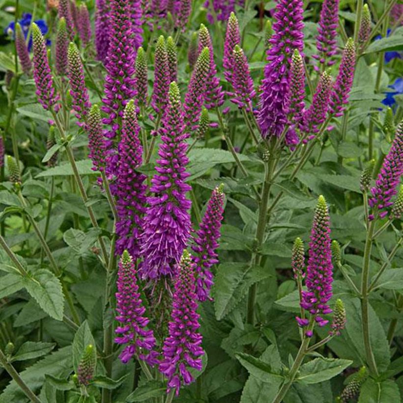 Veronica First Match - Véronique à longues feuilles (Floraison)