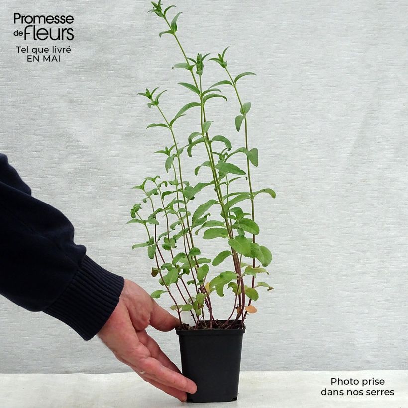 Spécimen de Veronica First Match - Véronique à longues feuilles Godet de 8/9 cm tel que livré au printemps