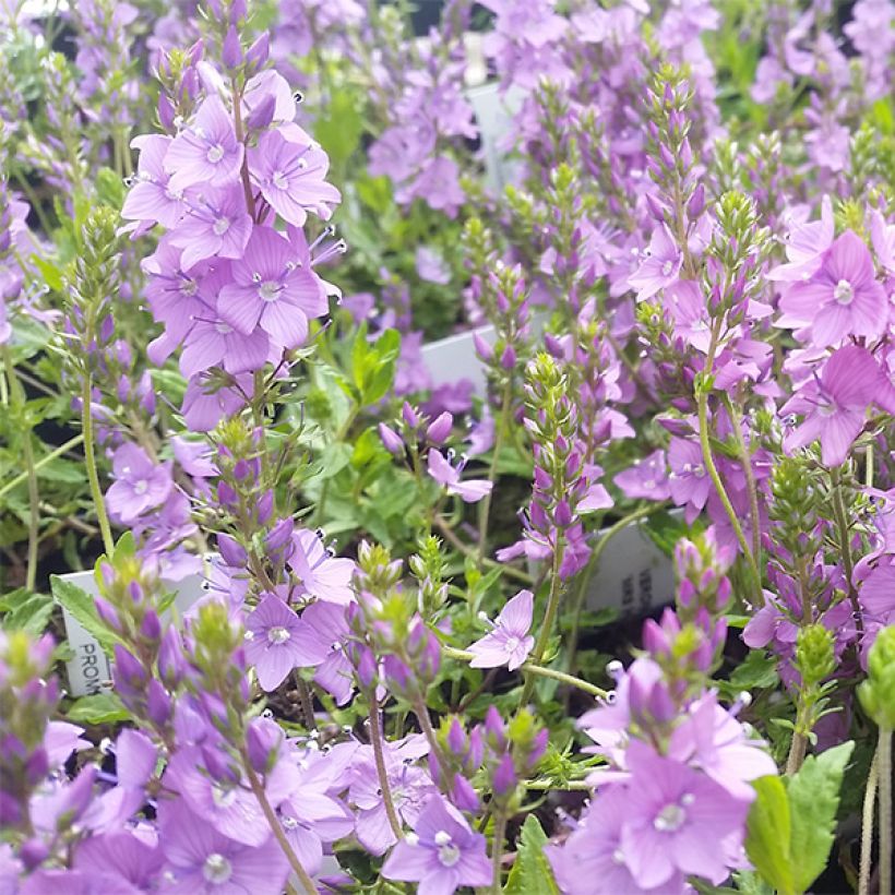 Veronica prostrata Mrs Holt (Floraison)