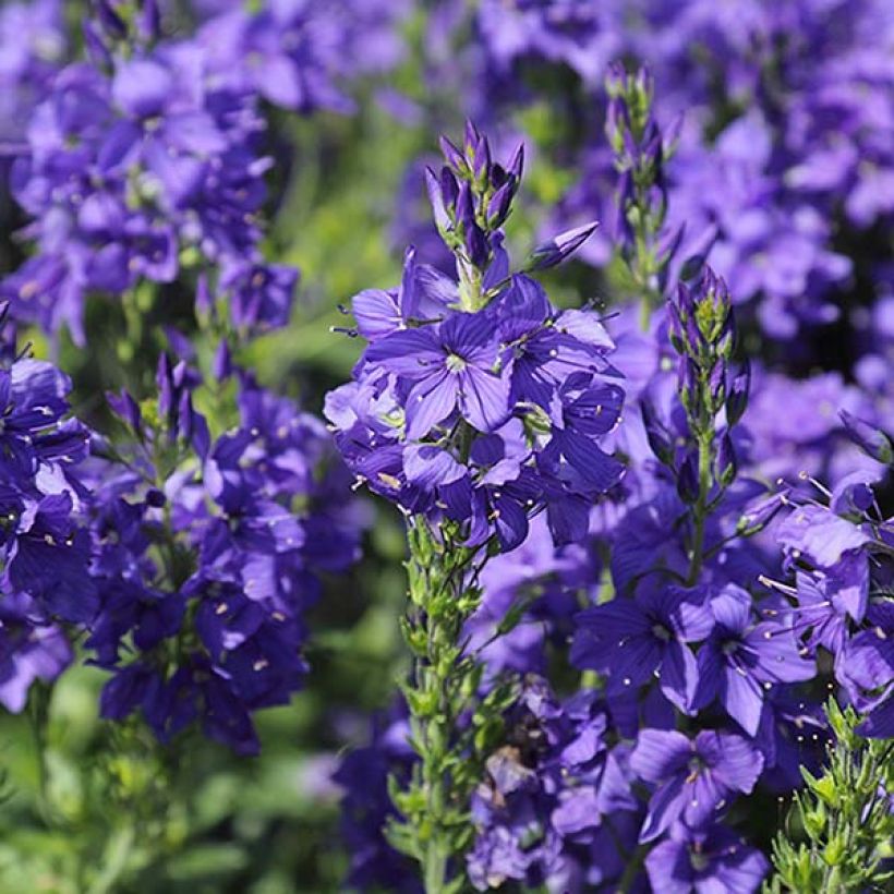 Veronica austriaca Knallblau - Véronique d'Autriche (Floraison)