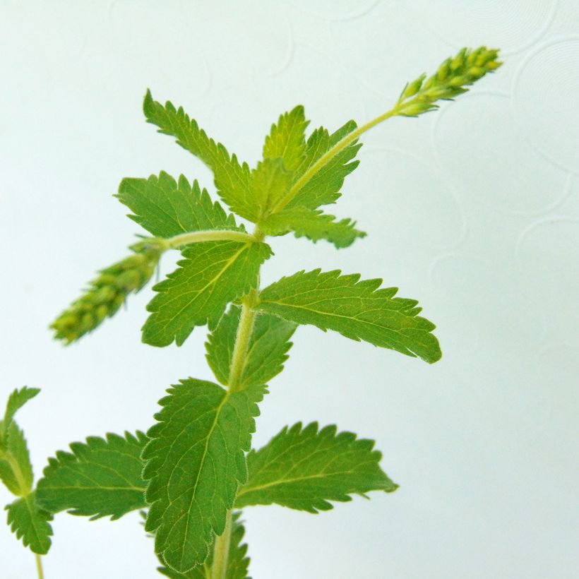 Veronica austriaca Knallblau - Véronique d'Autriche (Feuillage)