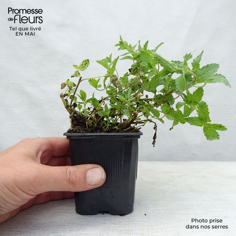 Spécimen de Veronica austriaca Royal Blue - Véronique d'Autriche en godet de 8 cm tel que livré au printemps