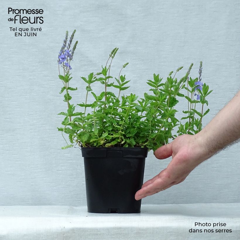 Spécimen de Veronica austriaca Royal Blue - Véronique d'Autriche Pot de 2L/3L tel que livré en été