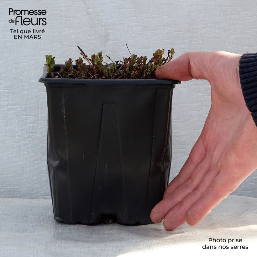 Spécimen de Veronica austriaca Royal Blue - Véronique d'Autriche en pot de 2/3 litres tel que livré au printemps