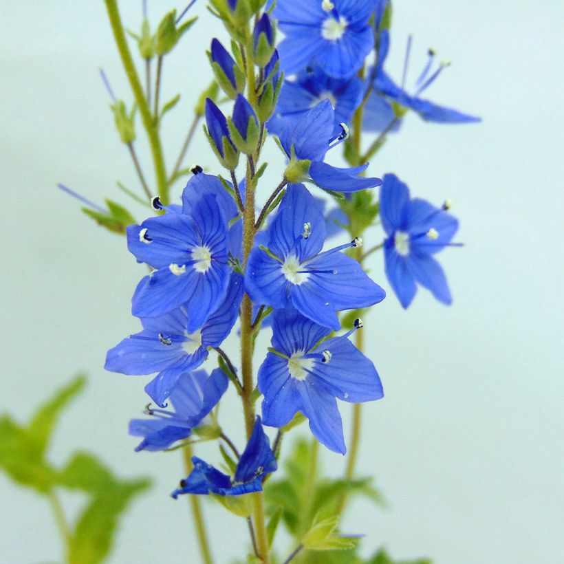 Veronica austriaca Royal Blue - Véronique d'Autriche (Floraison)