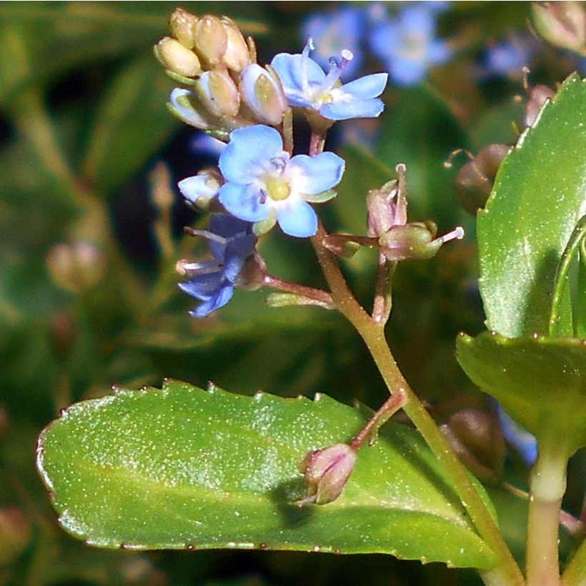 Veronica beccabunga - véronique des ruisseaux (Floraison)