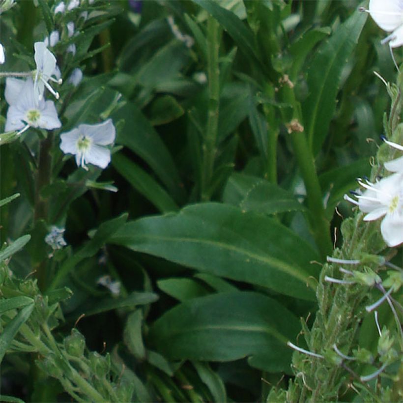 Veronica gentianoides - Véronique du Caucase (Feuillage)