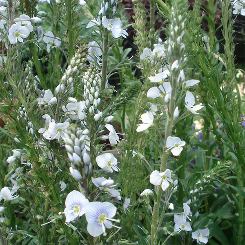 Veronica gentianoides - Véronique du Caucase (Floraison)