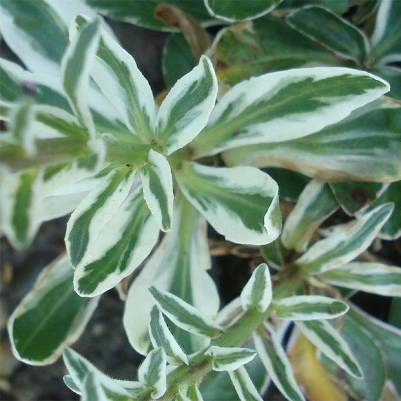 Veronica gentianoides Variegata - Véronique du Caucase (Feuillage)