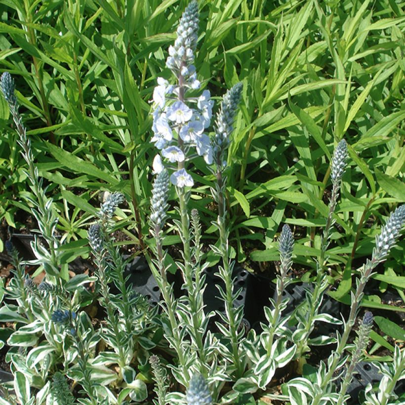 Veronica gentianoides Variegata - Véronique du Caucase (Port)