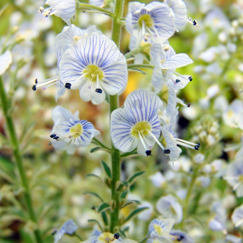 Veronica gentianoides Variegata - Véronique du Caucase (Floraison)