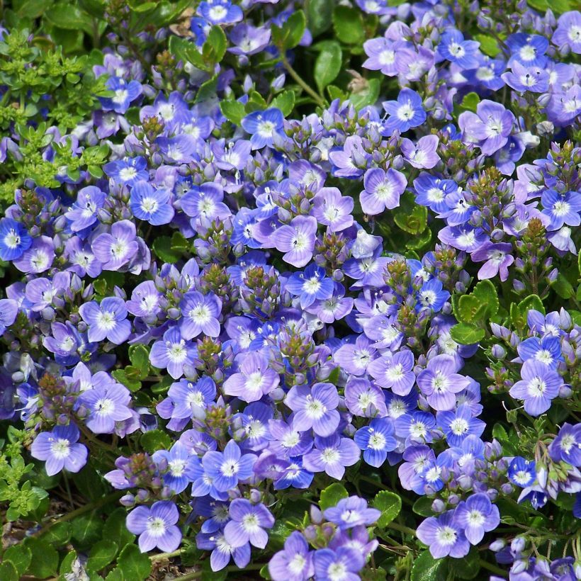 Veronica liwanensis - Véronique (Floraison)