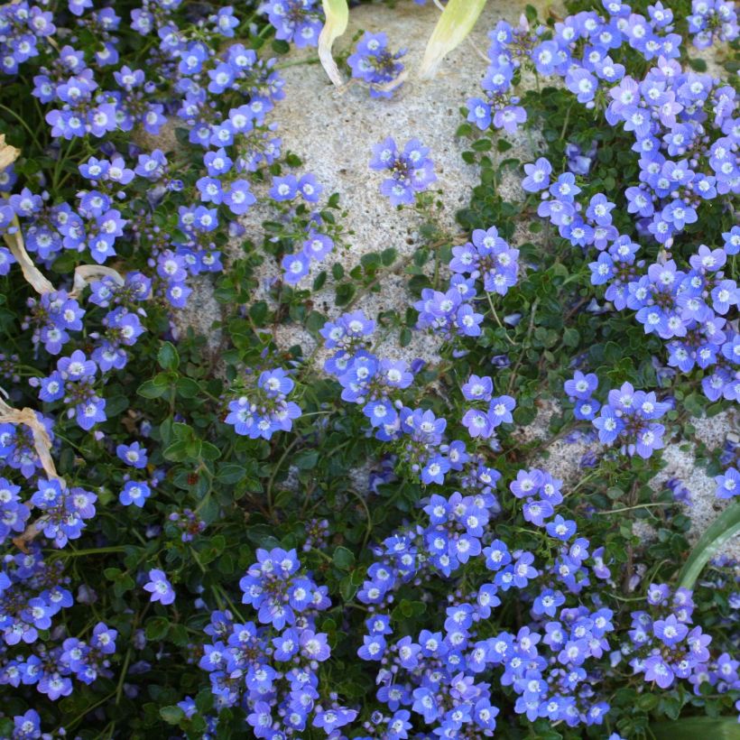 Veronica liwanensis - Véronique (Port)